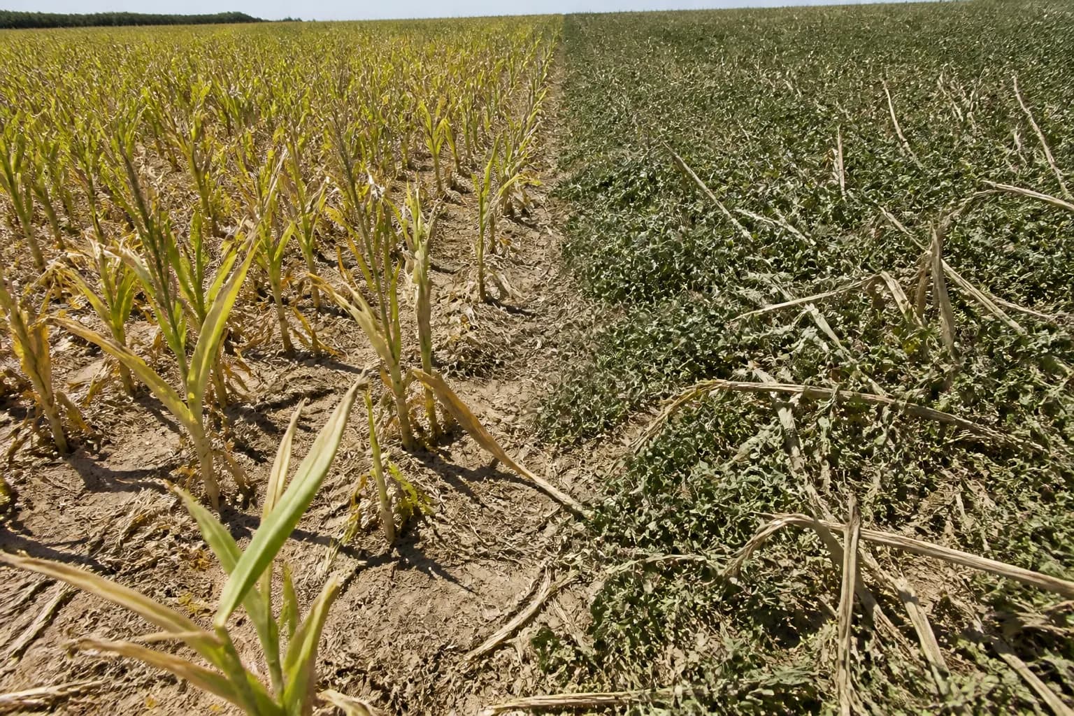 Fotografie pentru ghidul „Terminarea covoarelor vegetale”