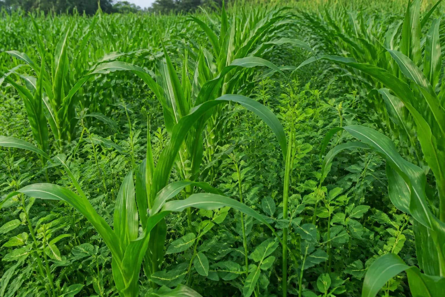 Fotografie pentru ghidul „Interseeding în porumb”